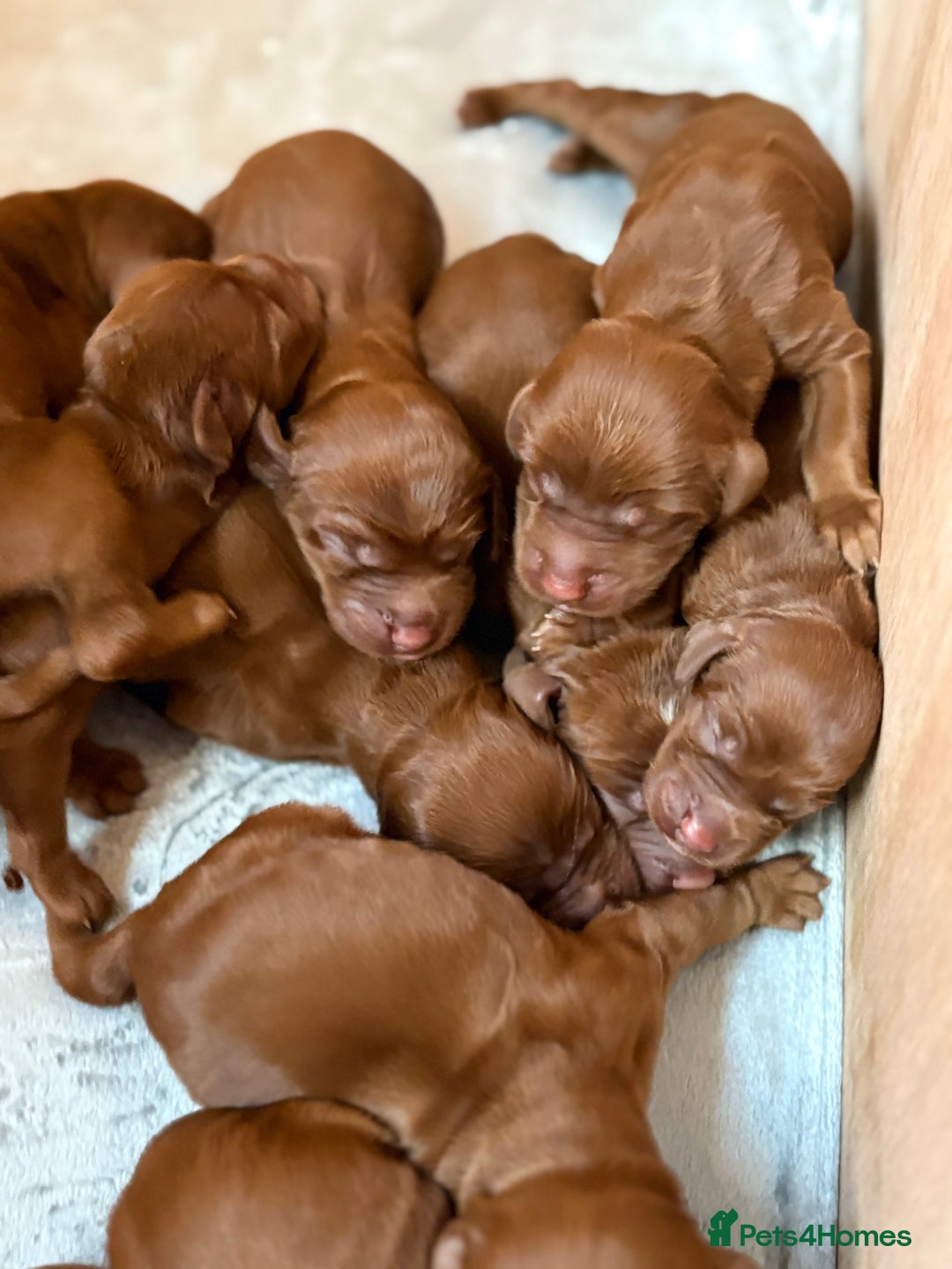 Irish Setter dogs for sale: ❤️🇮🇪Irish setter pups 🇮🇪 ❤️ - Advert 14