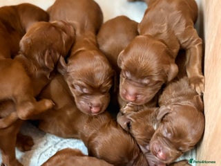 Irish Setter dogs ❤️🇮🇪Irish setter pups 🇮🇪 ❤️ - Advert 3