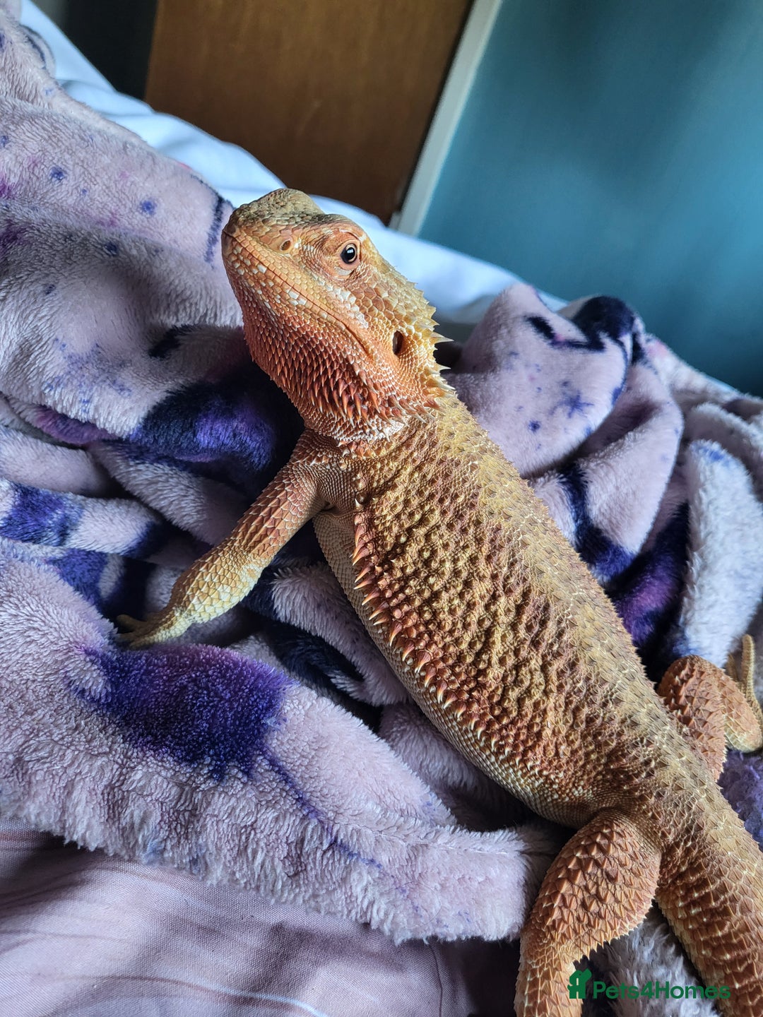 Bearded Dragon reptiles for sale: Red Bearded Dragon needs a new home - Image 2