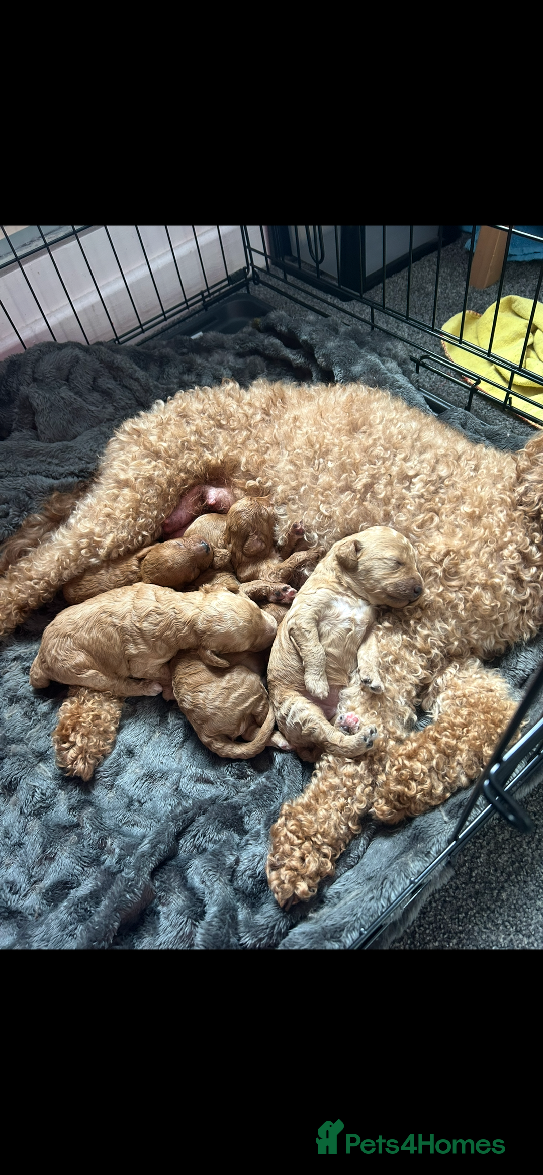 Poochon dogs for sale: Gorgeous litter of F1BB Poochons  - Image 11