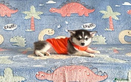 Pomsky dogs for sale: perfect husky markings micro Pomsky puppies  - Image 21