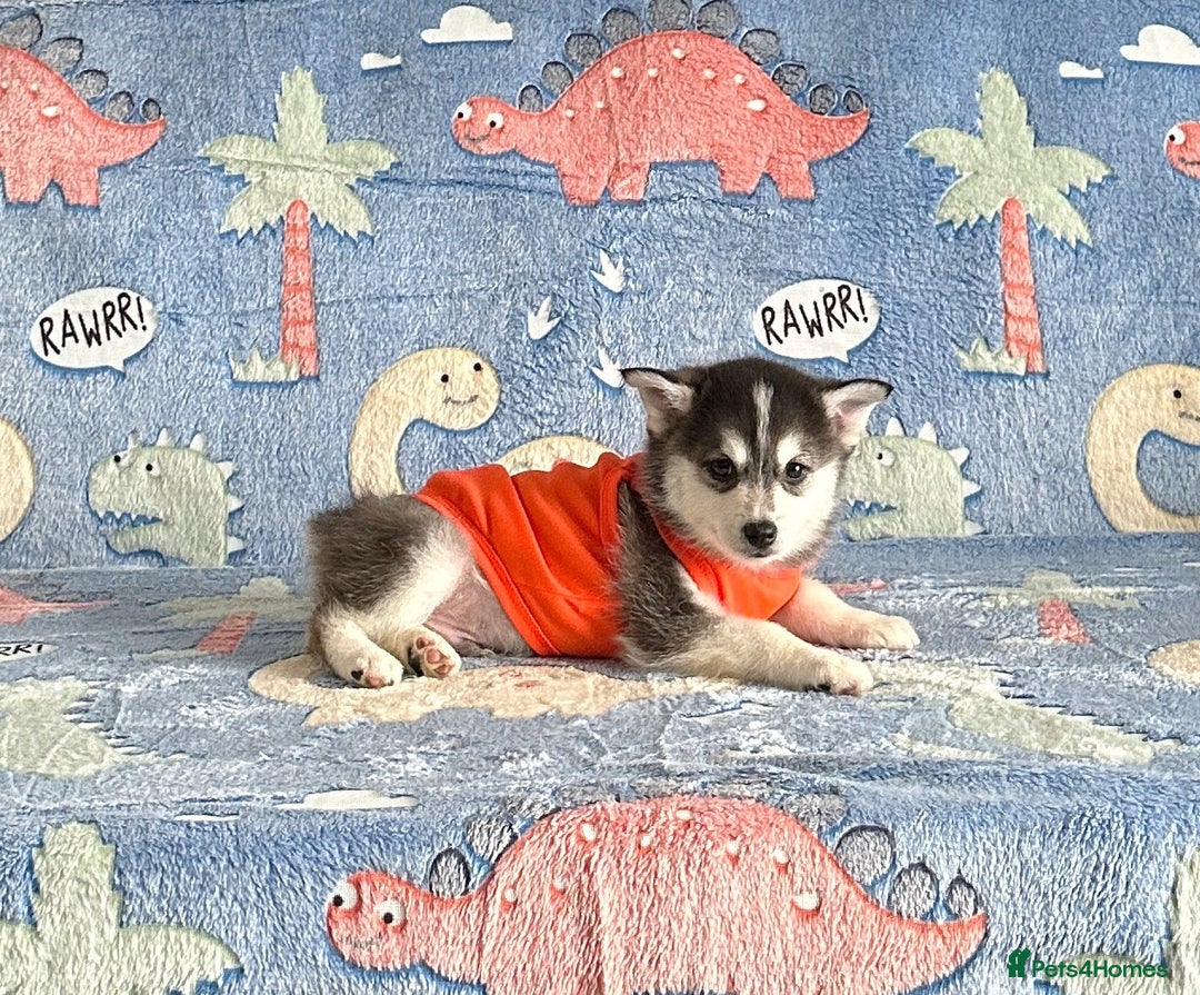Pomsky dogs for sale: perfect husky markings micro Pomsky puppies  - Image 21
