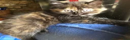 Mixed Breed cats for sale: Healthy playful kittens - Advert 3