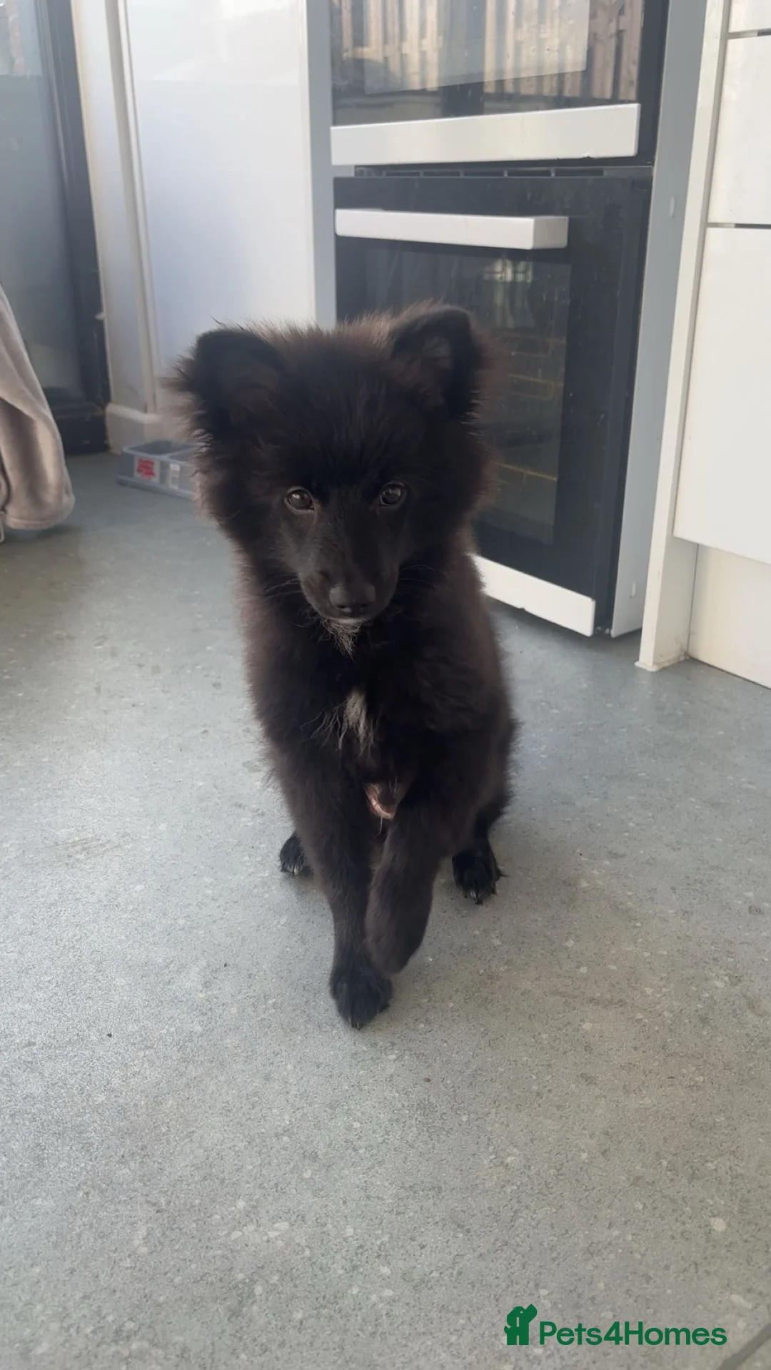 Pomeranian dogs for sale: Fox face male pom in Llangefni - Advert 2