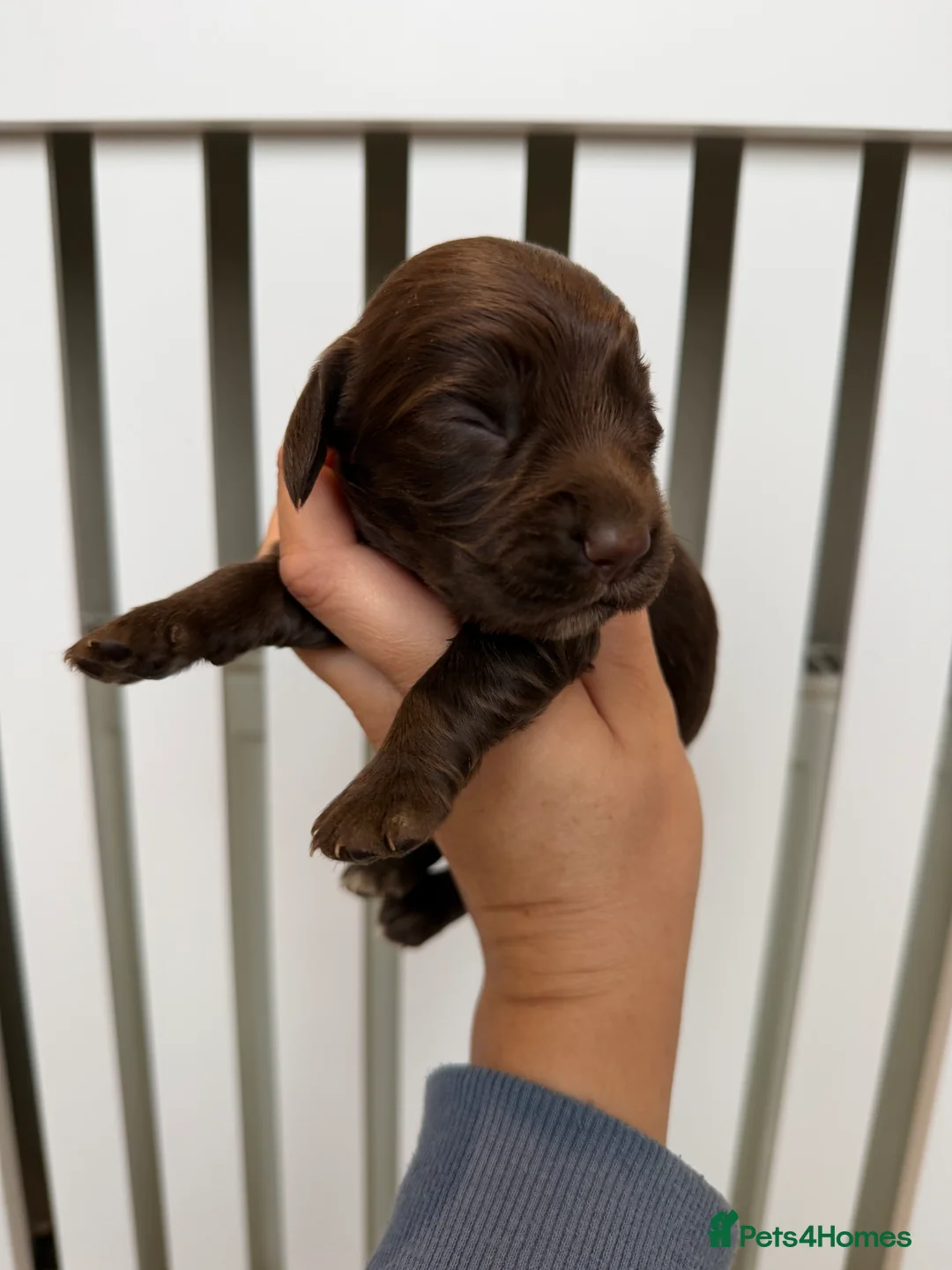 Cocker Spaniel dogs for sale: chocolate working cocker spaniel puppies  - Advert 7