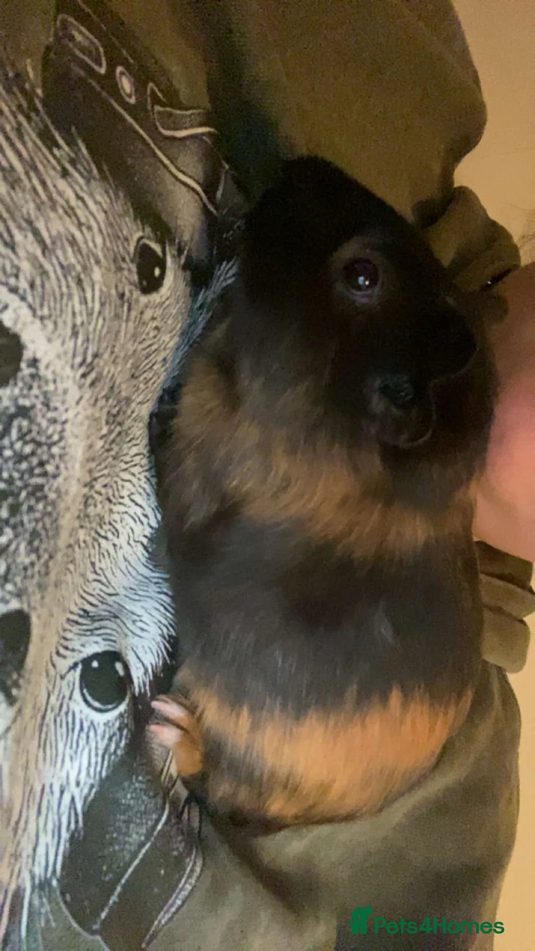 Guinea Pig rodents for sale: 3 male guinea pigs for sale  - Advert 1