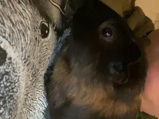 Guinea Pig rodents 3 male guinea pigs for sale - Advert 1