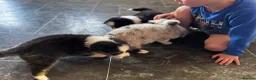 Australian Shepherd dogs for sale: Fully health tested KC registered showline Aussies - Advert 11