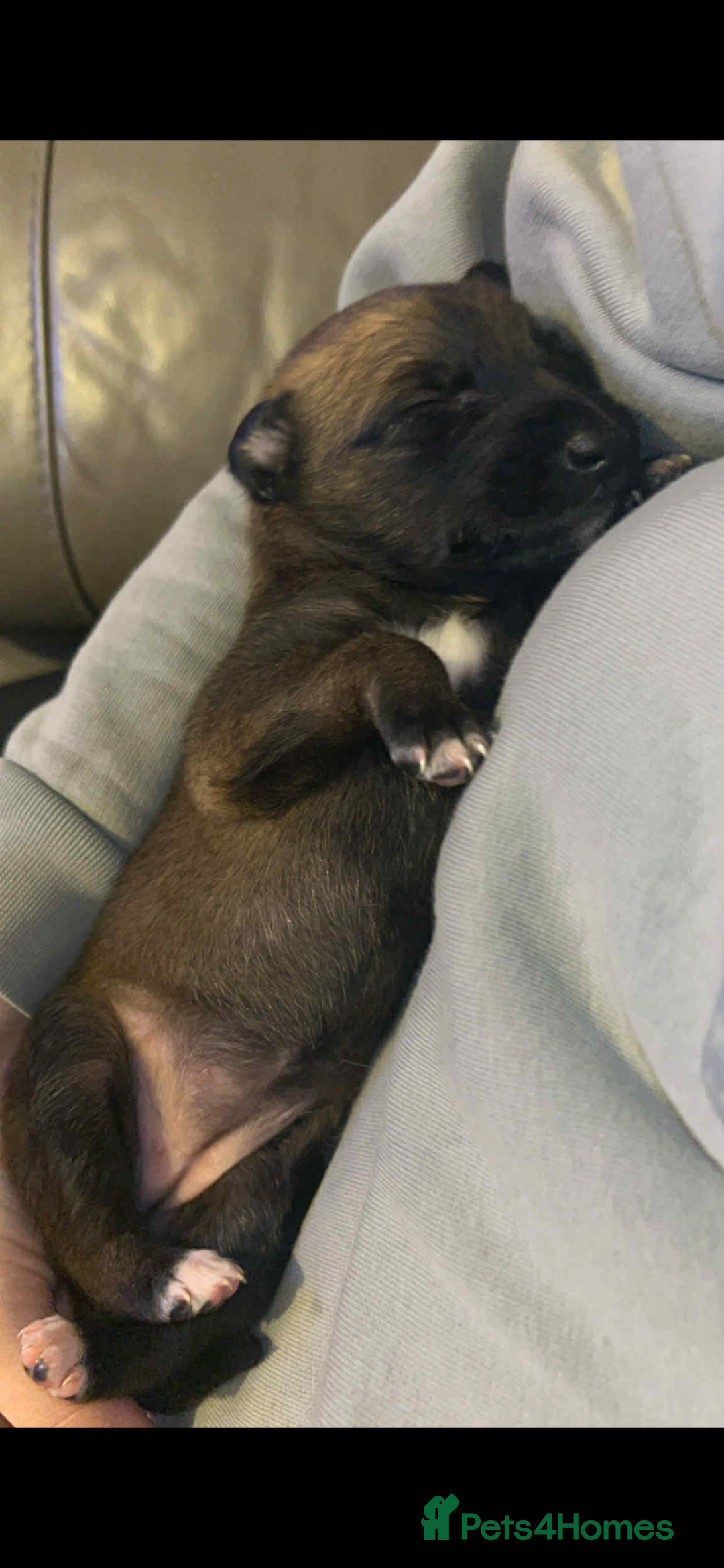 Mixed Breed dogs for sale: Belgian Malinois X Greyhound   - Image 4