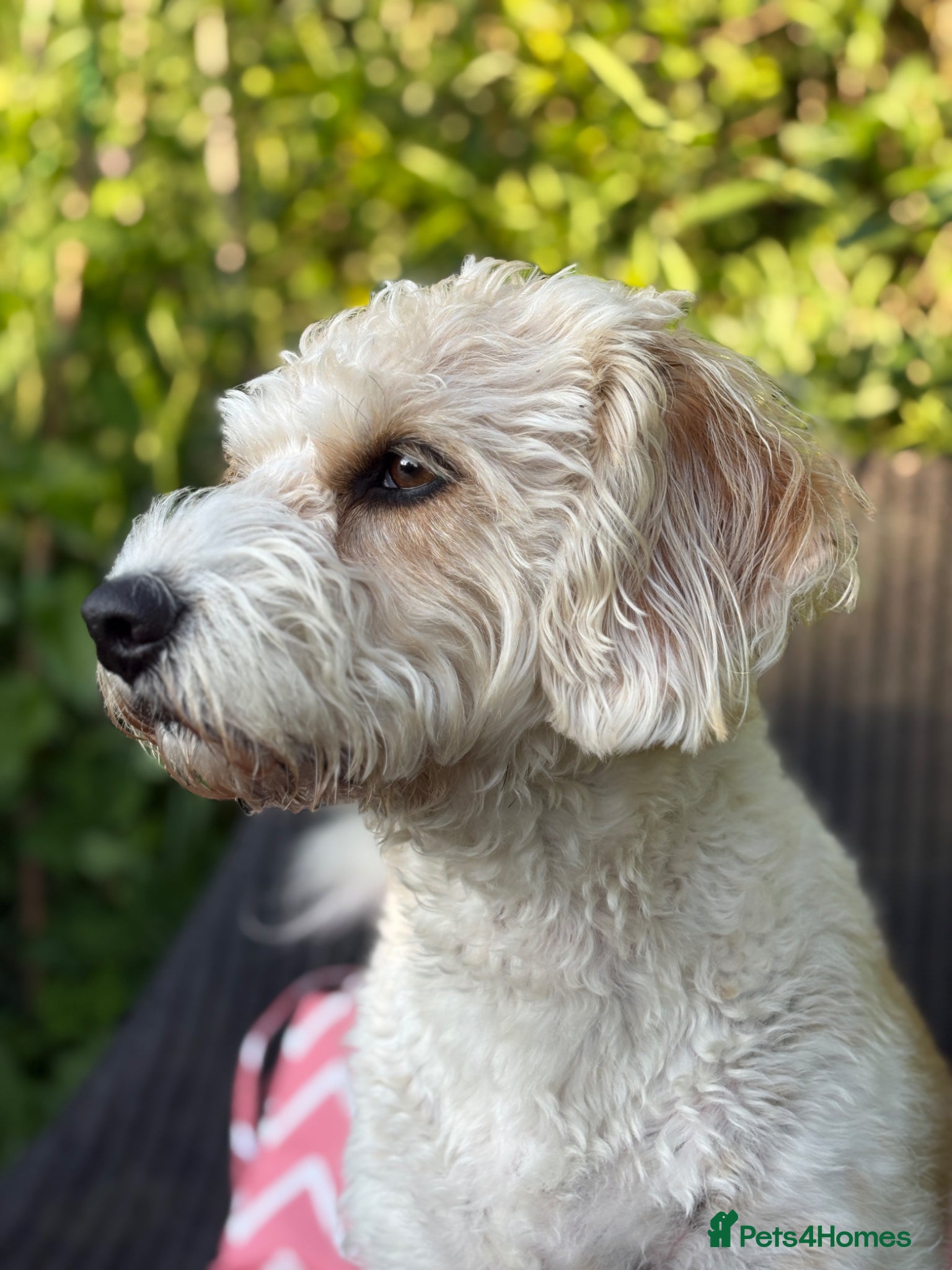 Mixed Breed dogs Lizzie - 4-year-old Beagle x Bichon Frisé, Dorset - Advert 6