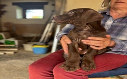Hungarian Vizsla dogs for sale: Wire haired vizsla X  - Image 25