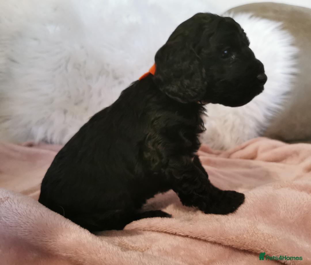 Cockapoo dogs for sale: Cockapoo puppies. - Advert 23