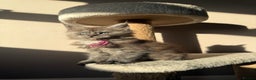 Maine Coon cats for sale: LAST Female Black Smoke Maine Coon kittens - Advert 5