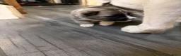 Akita dogs for sale: American Akita Puppies - Advert 18