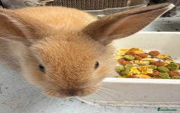 Lionhead rabbits for sale: Teddy Double & Single Lionhead Price starts at £35 - Image 14