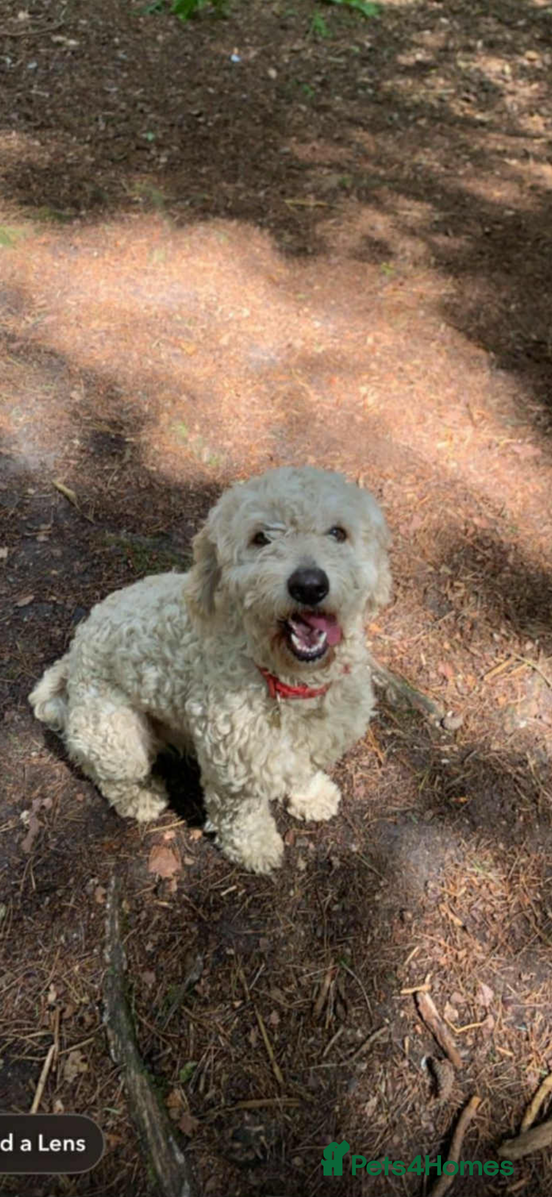 Cockapoo dogs for sale: Cockapoo puppies  - Image 4