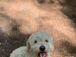 Cockapoo dogs Cockapoo puppies - Advert 6