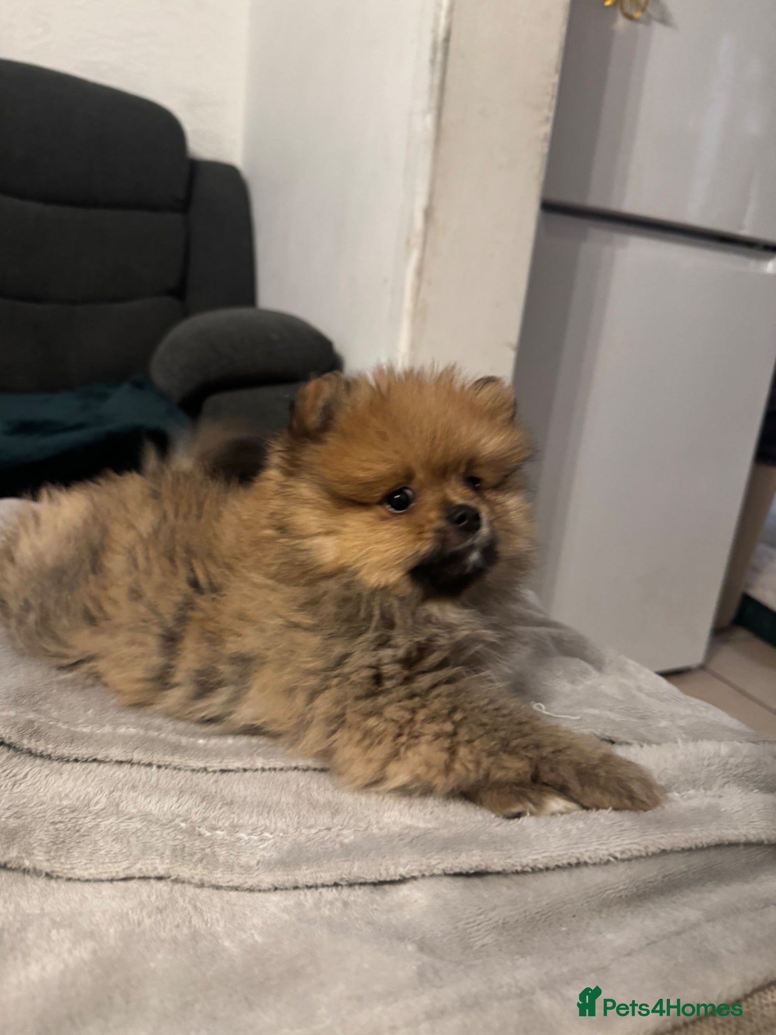 Pomeranian dogs for sale: ⭐️teddy bear Pomeranian ⭐️ - Advert 8