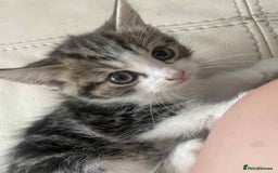 Mixed Breed cats for sale: Stunning tubby kittens - Image 1