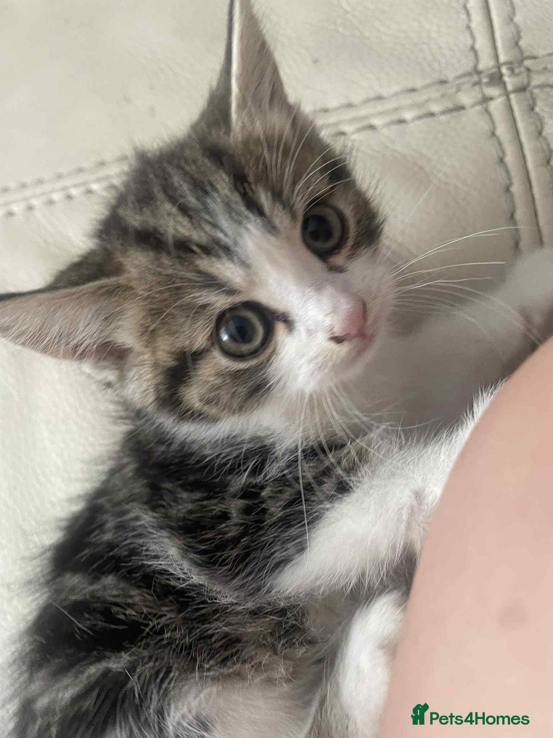 Mixed Breed cats for sale: Stunning tubby kittens - Image 1
