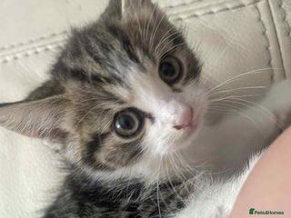 Mixed Breed cats - Advert 12