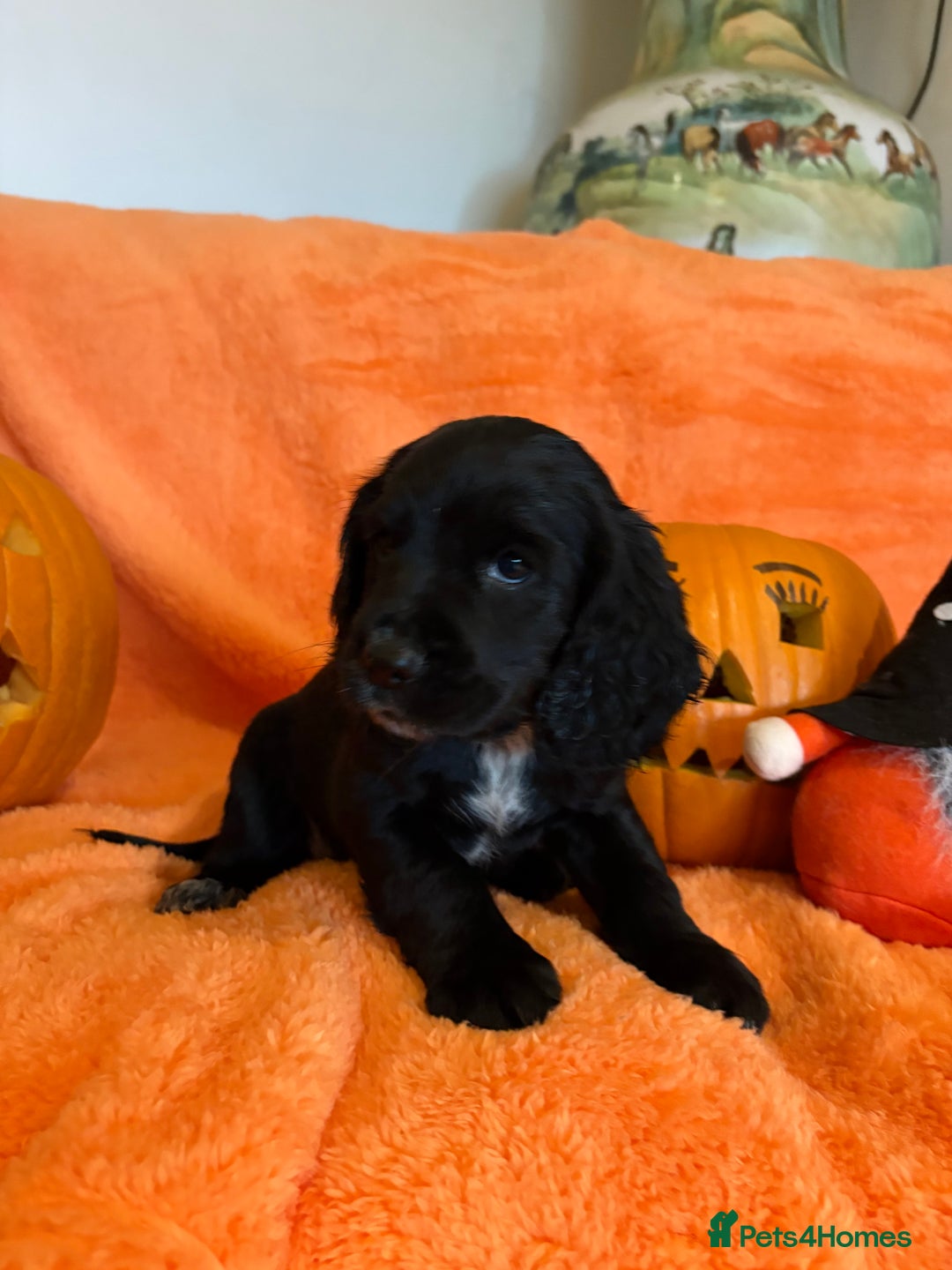 Cocker Spaniel dogs for sale: Cocker spaniels  - Image 5