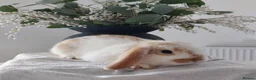 Mini Lop rabbits for sale: Baby Mini Lop Rabbits - Advert 10