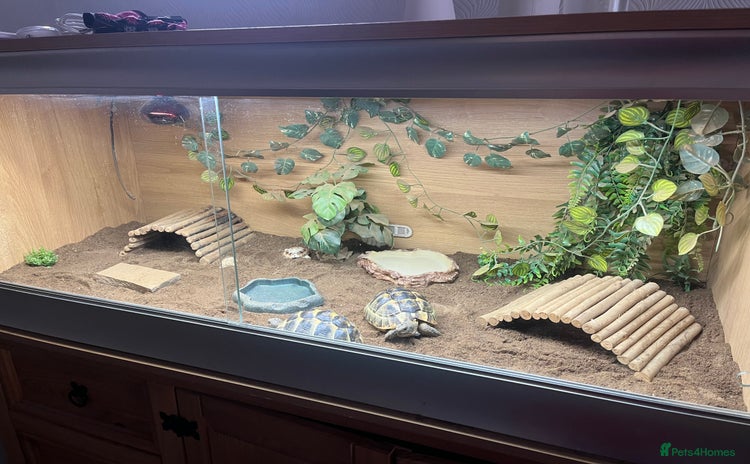 Tortoise reptiles - Advert 1