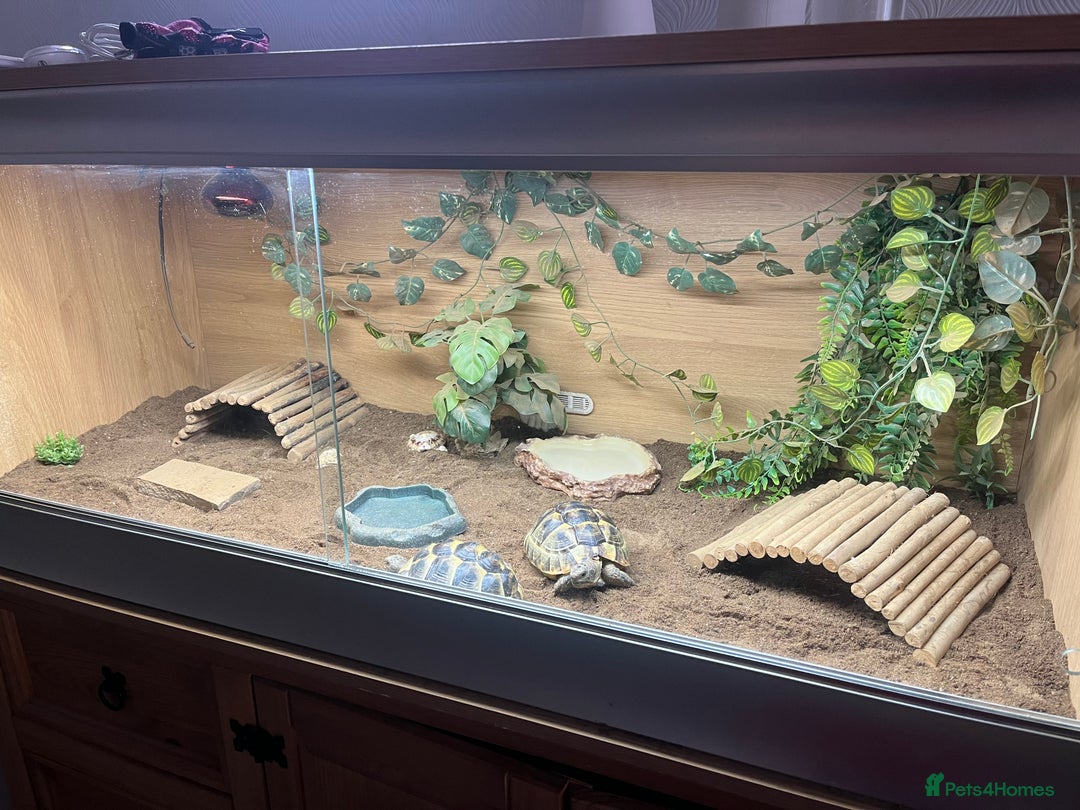 Tortoise reptiles for sale: 2 Spur Thighed Tortoises  - Image 1