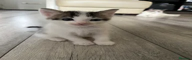 Ragdoll x British Shorthair M