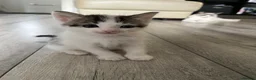 British Shorthair cats for sale: Beautiful Ragdoll x Tabby Kittens– 3 Boys/2 Girls - Advert 6