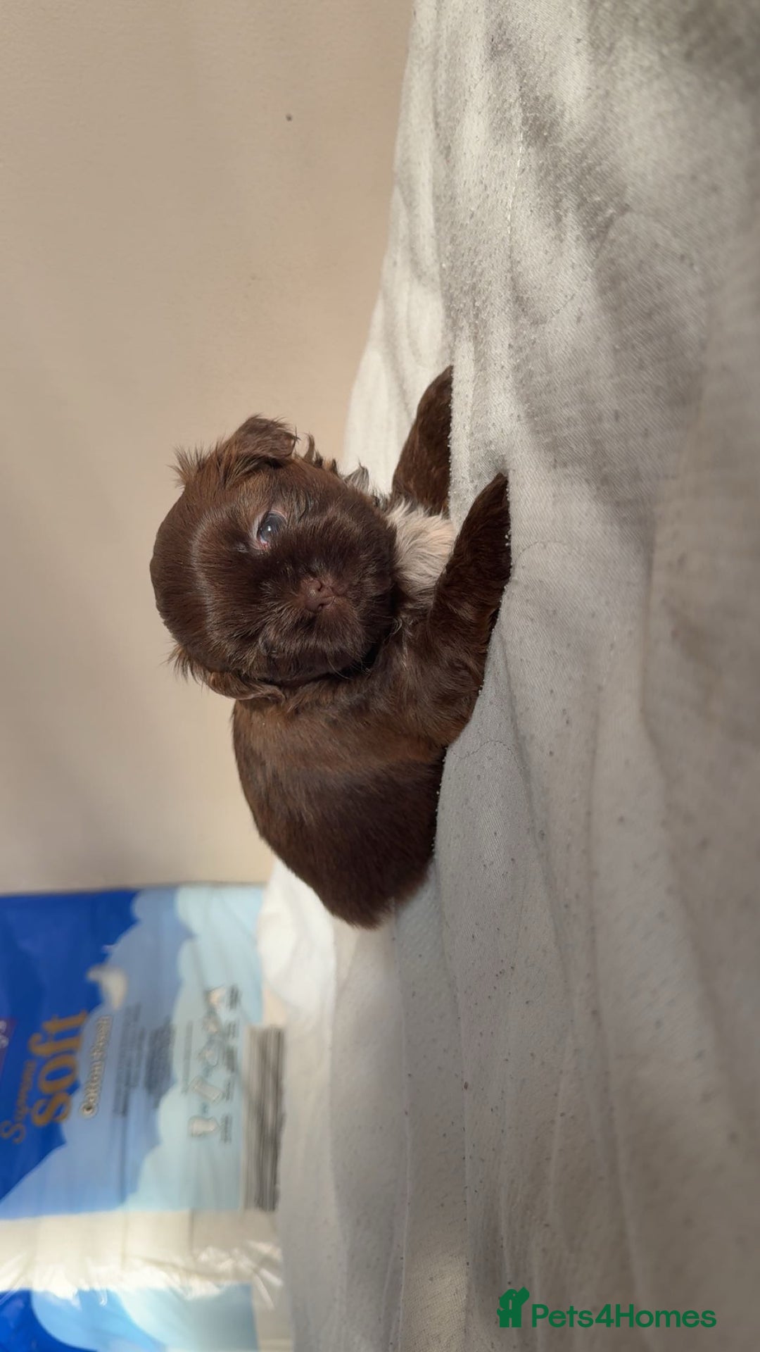 Shih Tzu dogs for sale: Tri-Colour KC Imperial Shih Tzu Puppies - Advert 12