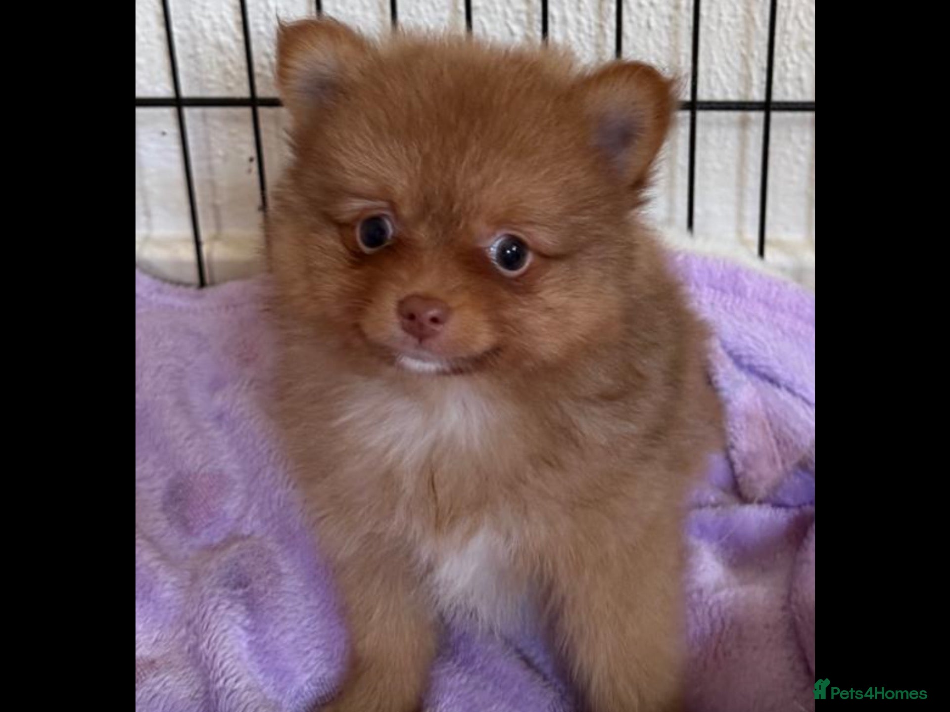 Pomeranian dogs BEAUTIFUL POMERANIAN PUPPIES - Advert 1