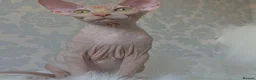 Sphynx cats for sale: 2 Stunning Sphynx Boys – Ready Now 💙 - Advert 22