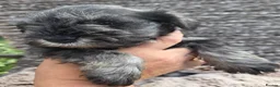 Miniature Schnauzer dogs for sale: Beautiful Miniature Schnauzers - Advert 15