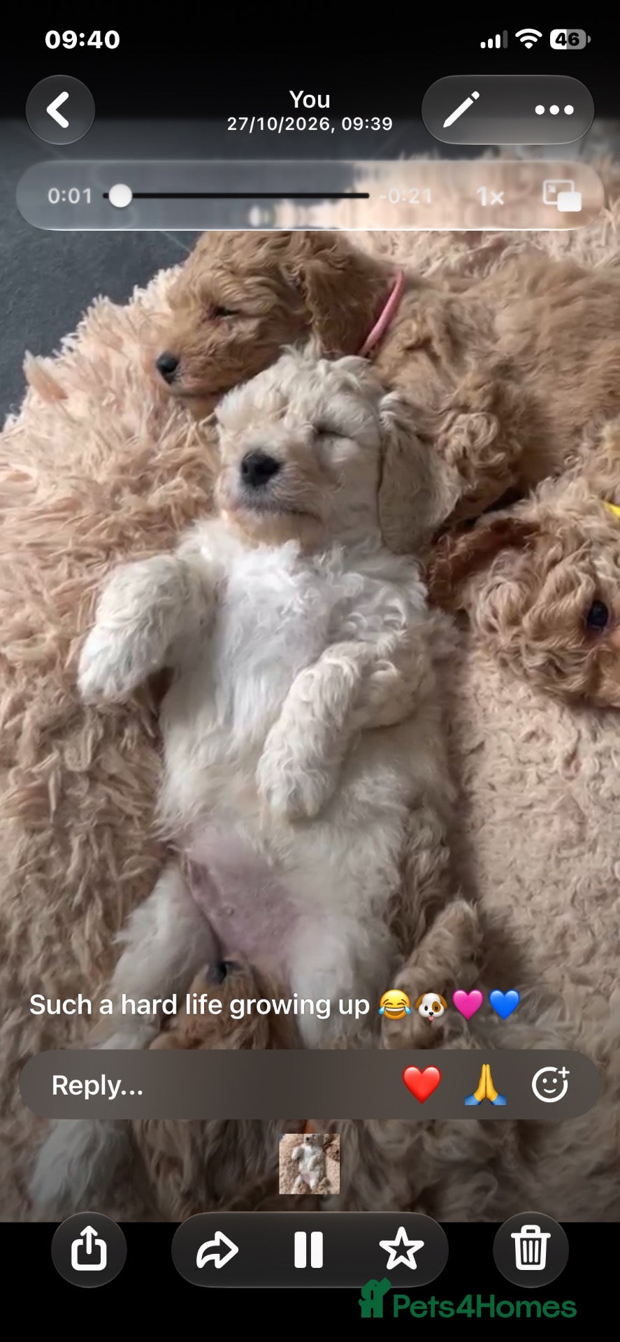 Poochon dogs for sale: Perfect poochon Perfection  - Advert 2