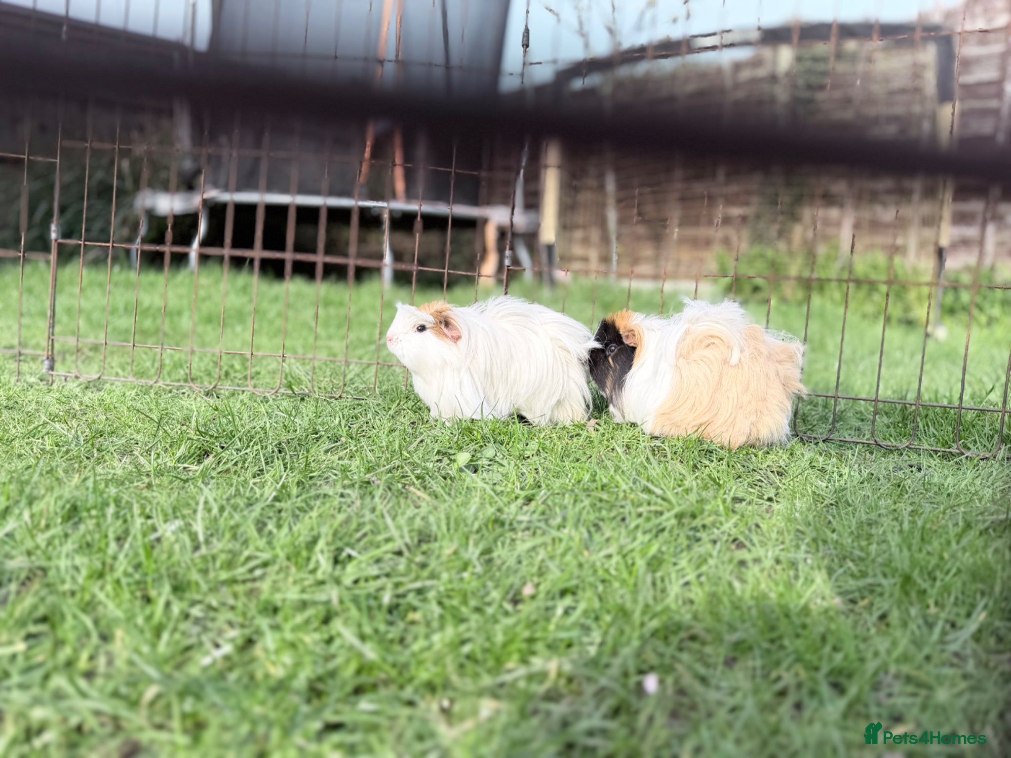 Guinea Pig rodents Female guinea pig pair  - Advert 1
