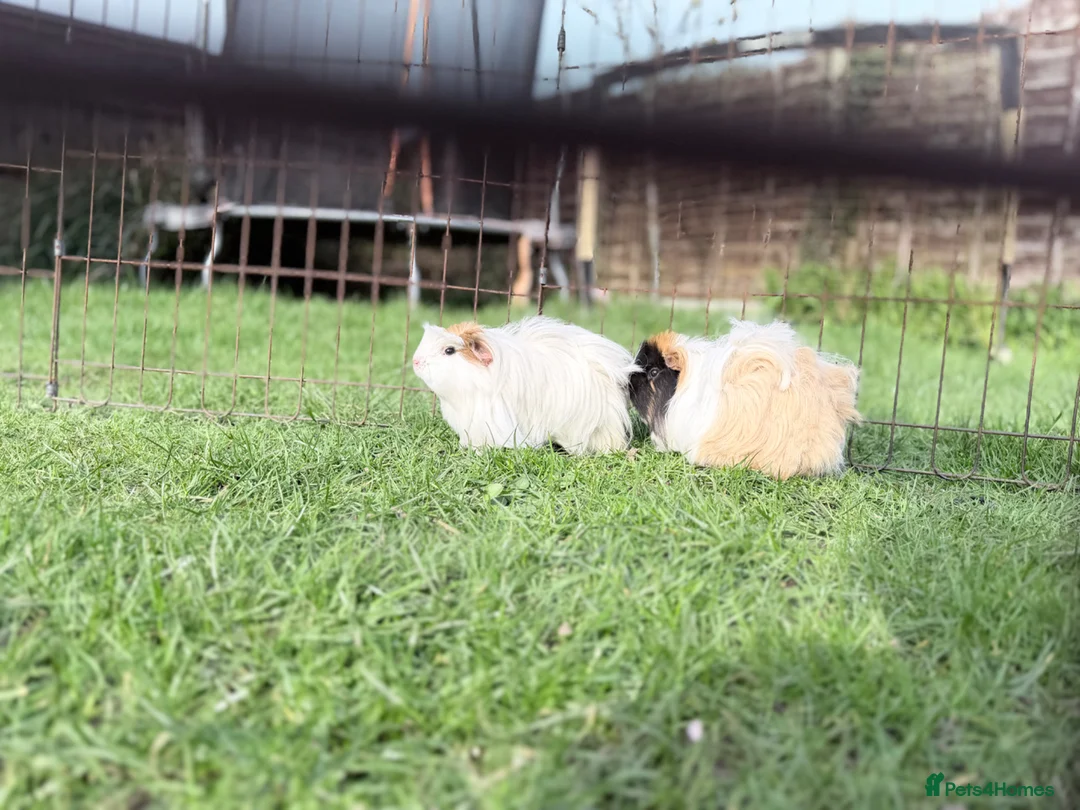 Guinea Pig rodents for sale: Female guinea pig pair  - Advert 1