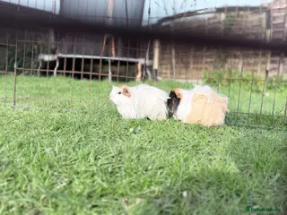 Guinea Pig rodents Female guinea pig pair - Advert 1