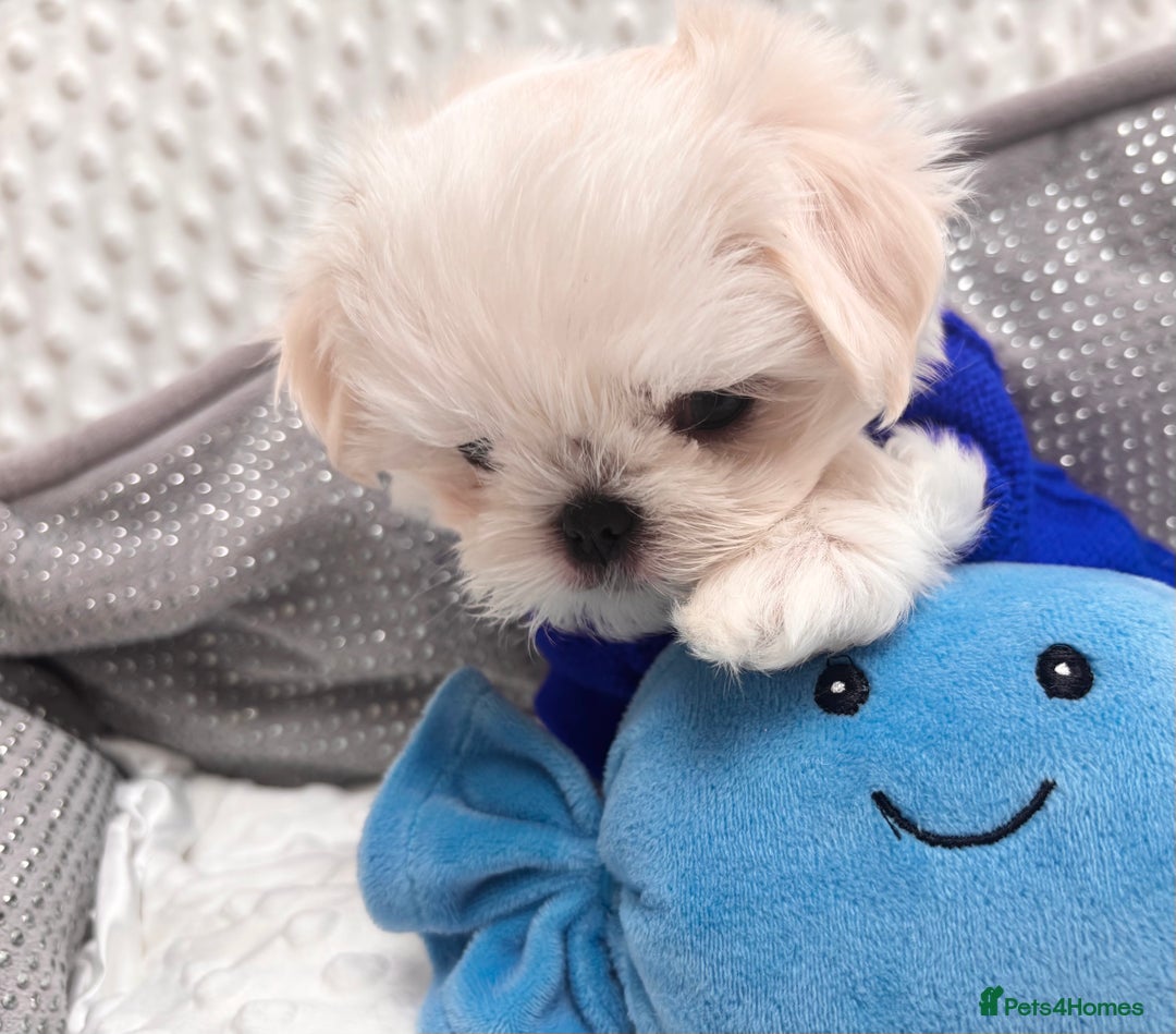 Maltese dogs for sale: 🌟Just One Left 🌟Bambelina Maltese🌟 - Image 24