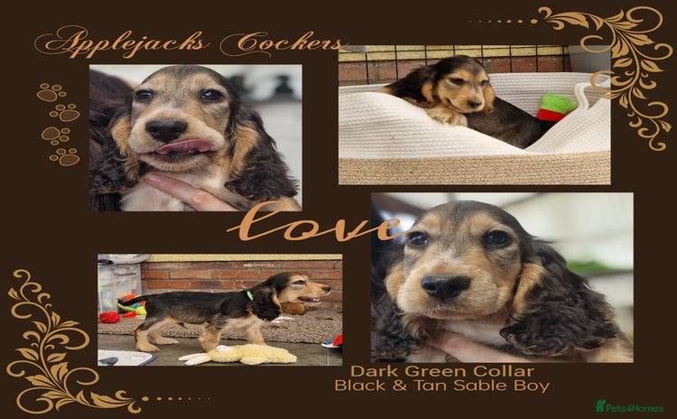 Cocker Spaniel dogs - Advert 13