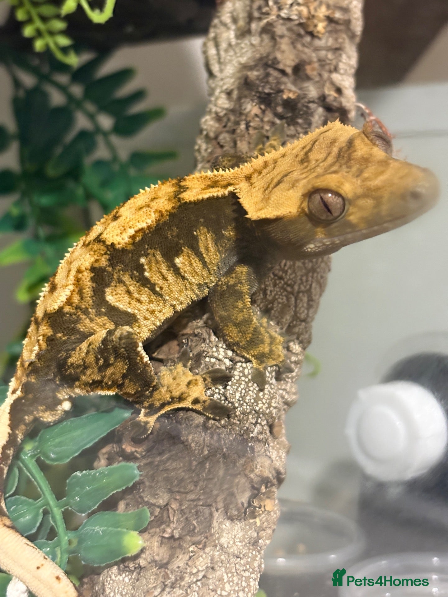 Gecko reptiles Crested gecko and full bio active tank  - Advert 1