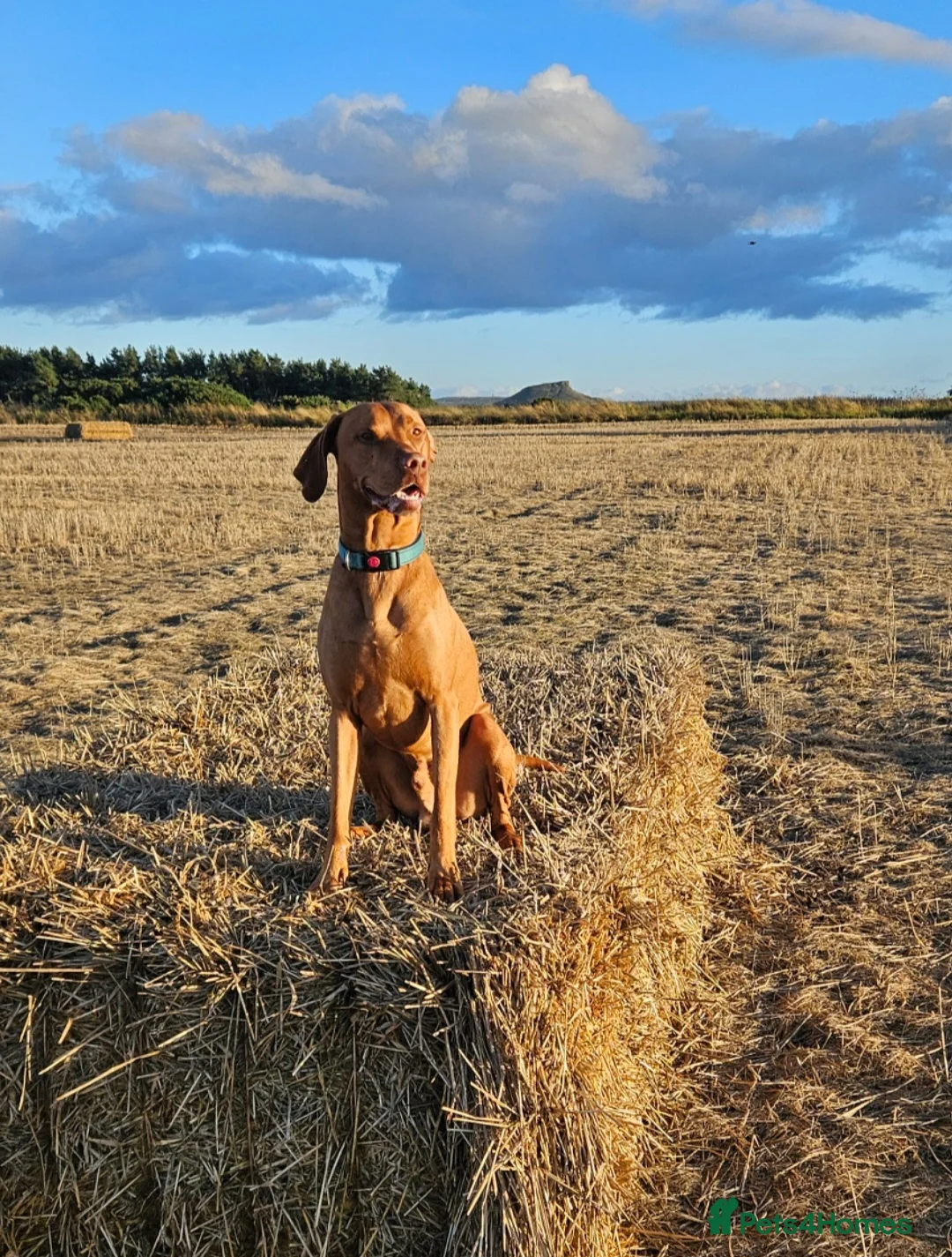 Hungarian Vizsla dogs for stud: Rummy the Vizsla- Available for Stud FREE!! in Middlesbrough - Advert 12
