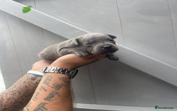 Staffordshire Bull Terrier dogs for sale: Staffordshire bull terrier puppies - Image 13