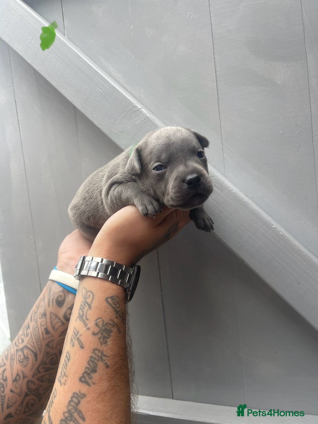 Staffordshire Bull Terrier dogs for sale: Staffordshire bull terrier puppies - Image 13
