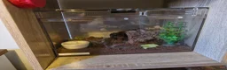 Tarantulas invertebrates for sale:  Tlitocatl albopilosus (curly hair PAIR) - Advert 2