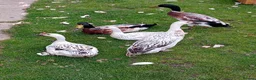 Ducks poultry for sale: Pure Silver Indian Runner Ducklings for SALE - Advert 4