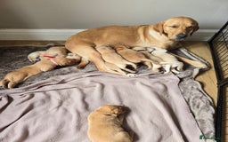 Labrador Retriever dogs for sale: Beautiful litter of perfect labrador retrievers  - Image 3