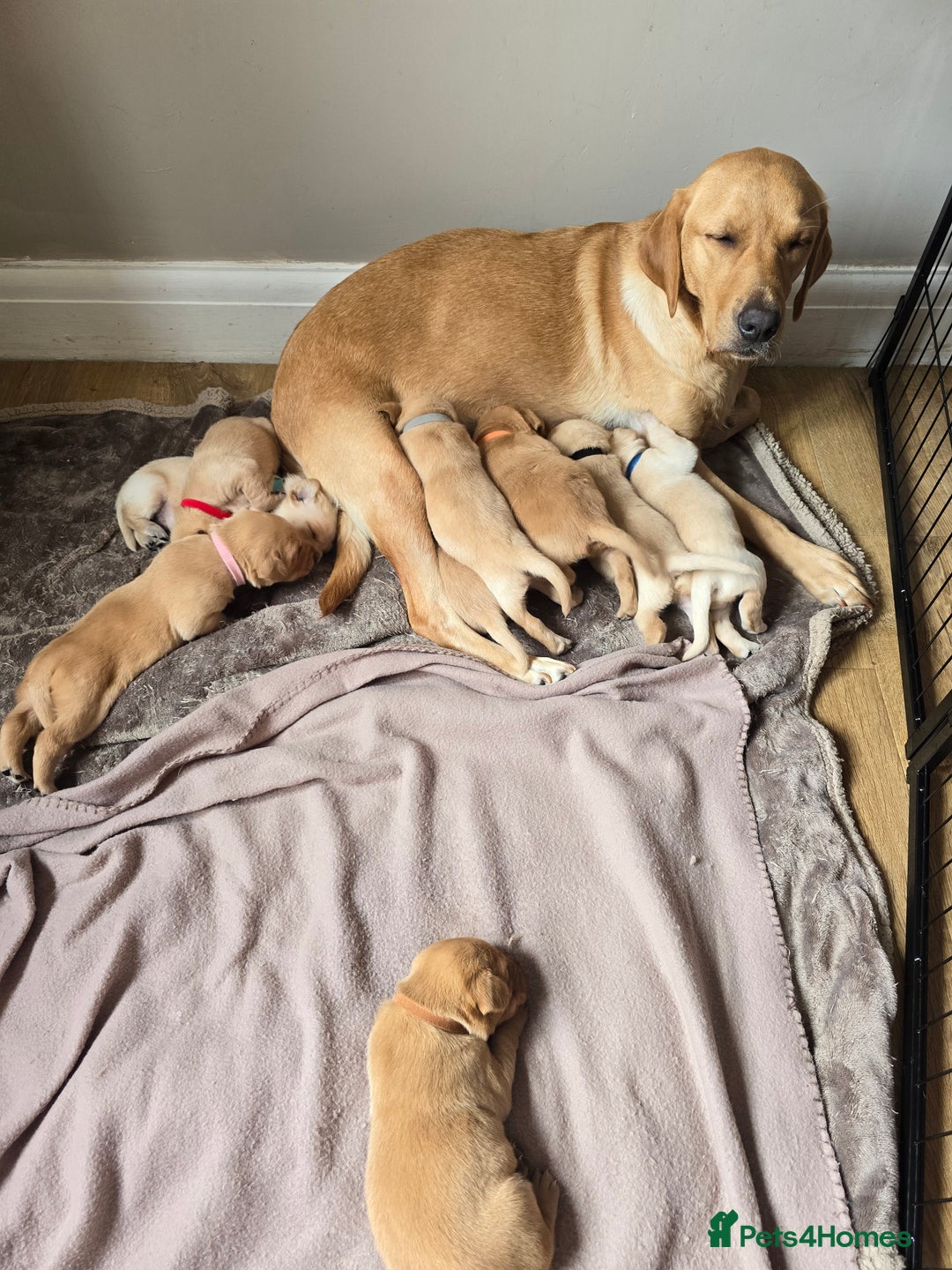 Labrador Retriever dogs for sale: Beautiful litter of perfect labrador retrievers  - Image 3