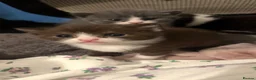 British Shorthair cats for sale: British shorthair kittens - Advert 5